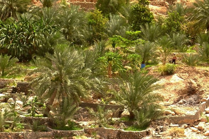 Wadi Tiwi Irrigation, Oman