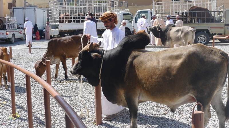 Friday Animal Market in Nizwa Oman