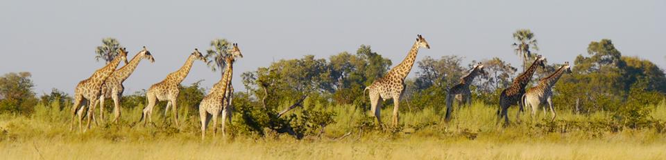 Giraffes, Okavango Delta Walking Safari