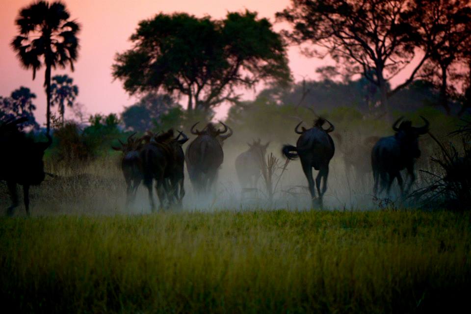 Wildebeest Okavango Delta