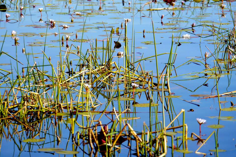 Mokoro Trip in the Okavango Delta