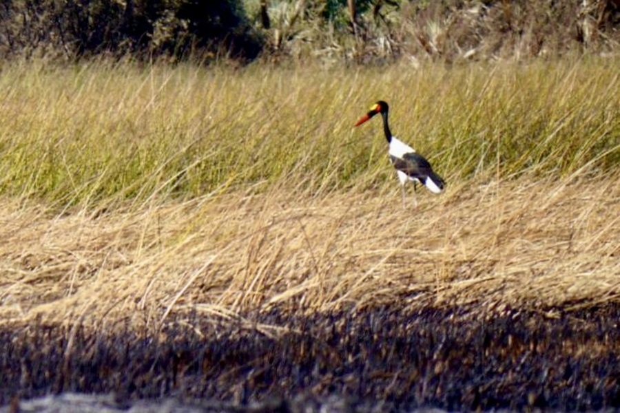 bird, Okavango Delta