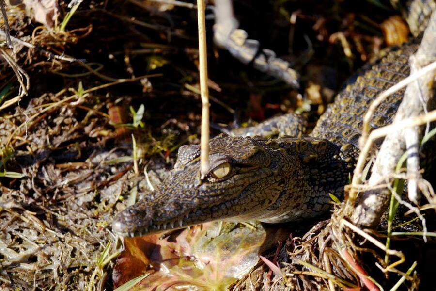 baby crocodile, Okavango Delta