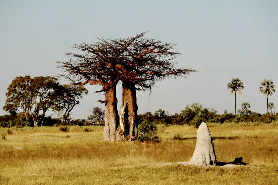 baobab trees and termite mound