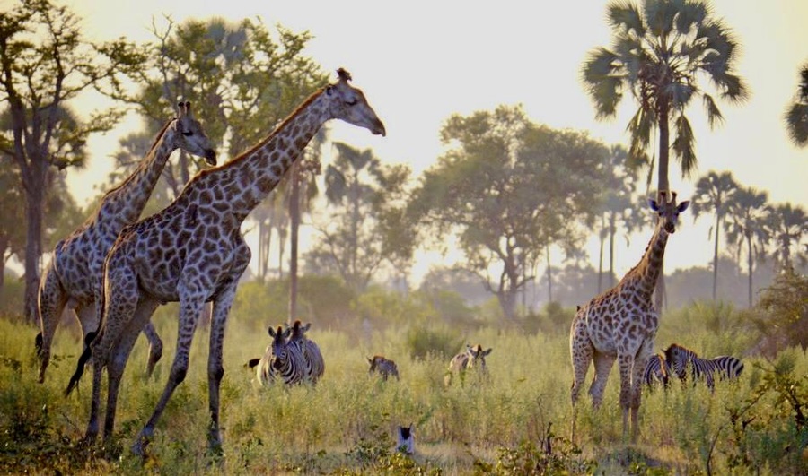 Zebras and Giraffe in the Okavango