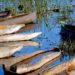 Mokoro Okavango Delta