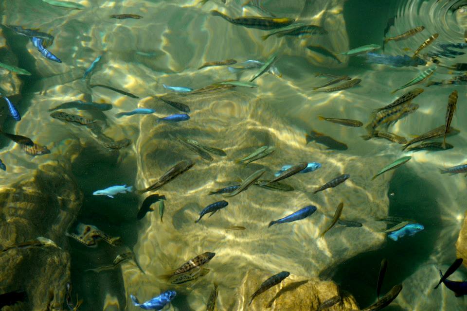 Cichlids in Lake Malawi