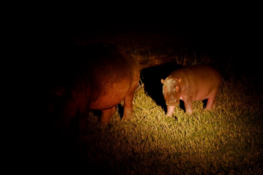 Baby Hippo--Night Drive in South Luangwa