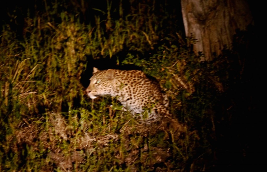 Leopard Sighting--South Luangwa