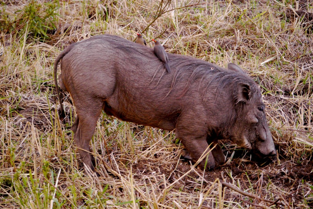 South Luangwa Night Drive