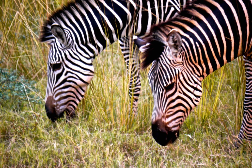 Zebras in South Luangwa