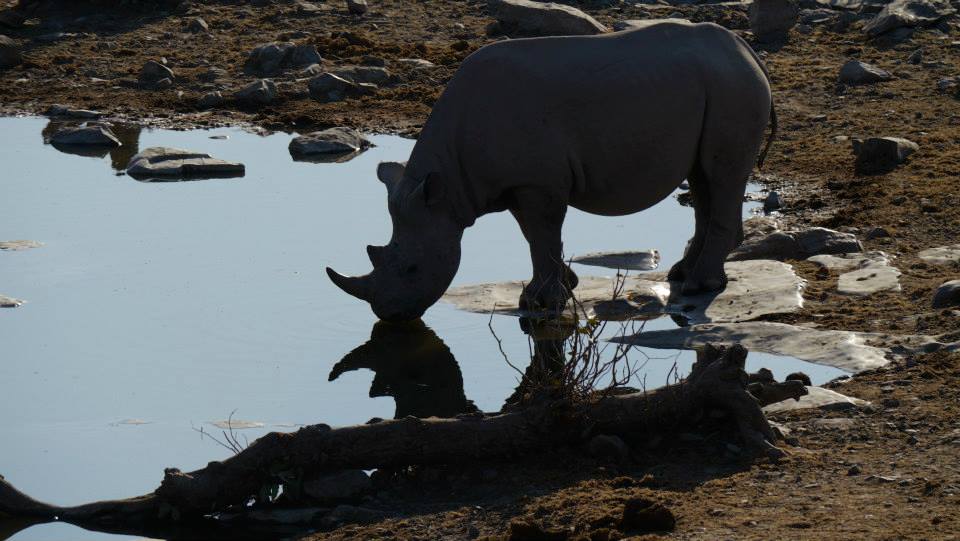 Rhinos at Halali Waterhole, Etosha