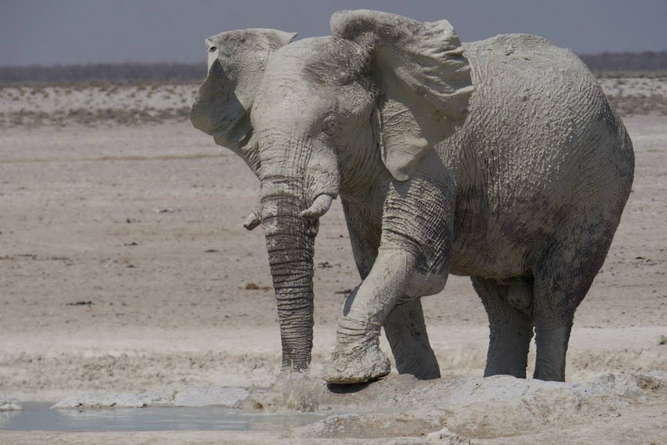 Elephant at Etosha National Park in Namibia