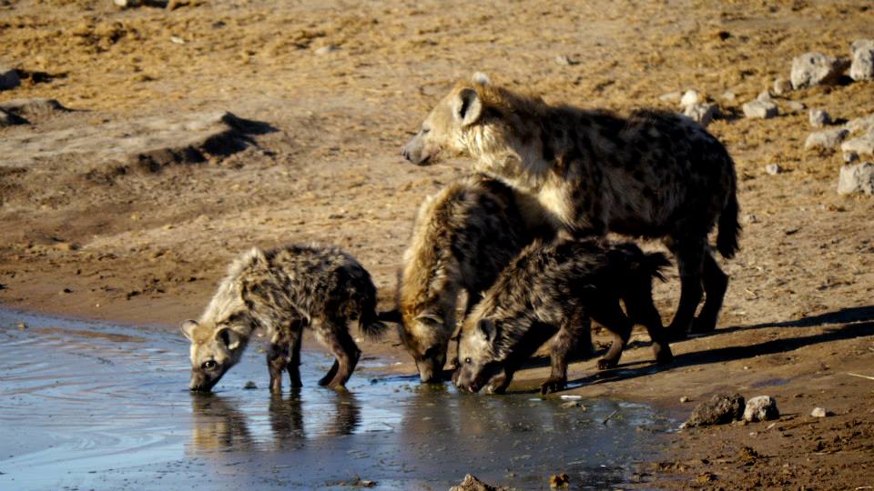 Hyena Hunt, Etosha