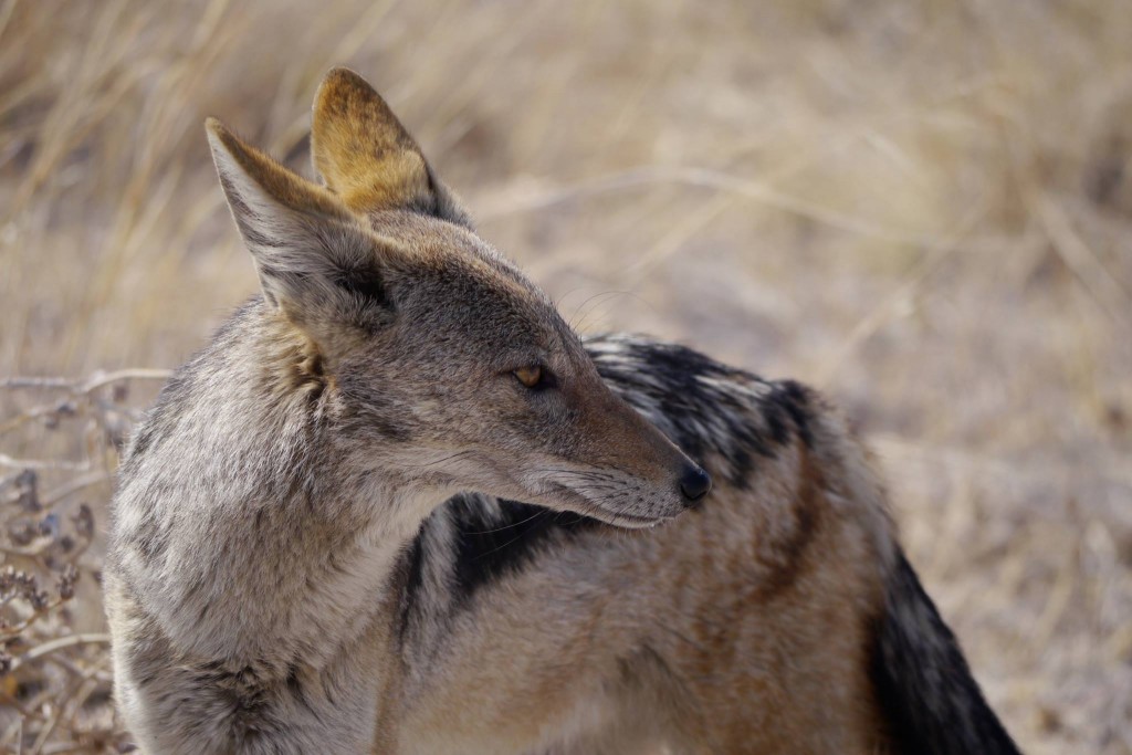 Jackal Etosha National Park Namibia