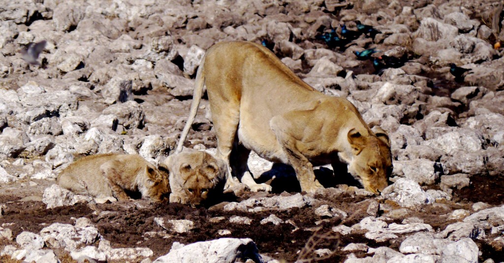Lioness and Cubs, Etosha
