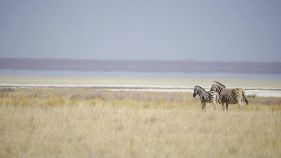 etosha-national-park