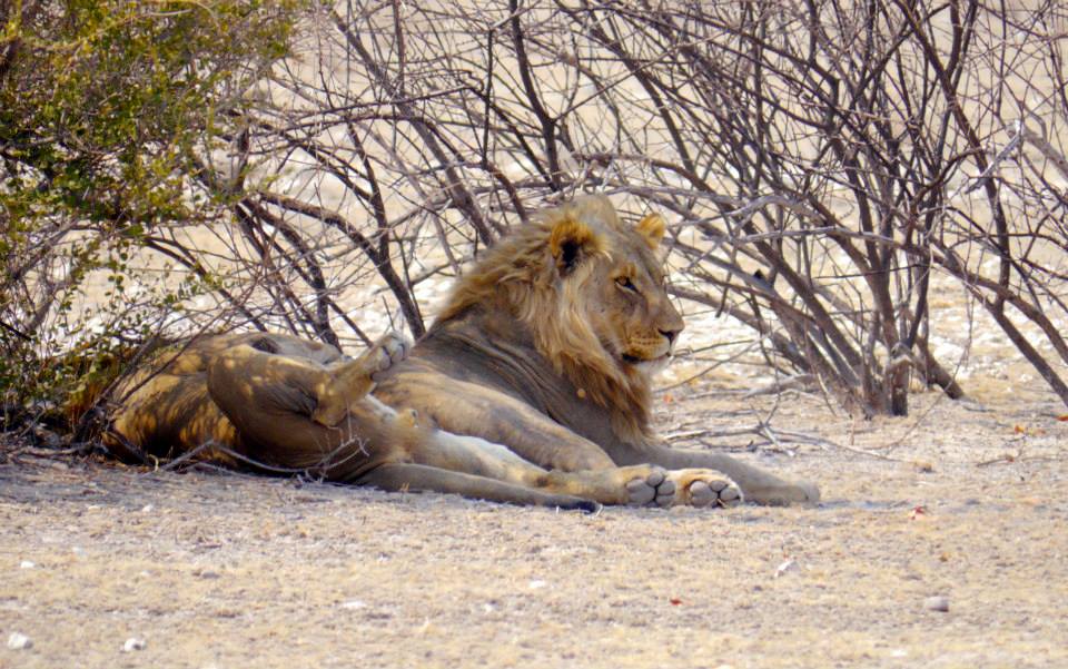 lions-in-etosha-national-park