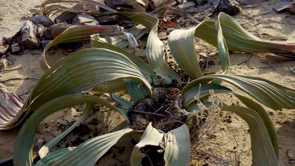 Welwitschia Plant in Damaraland