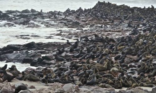 Cape Cross Seal Colony