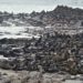 Cape Cross Seal Colony