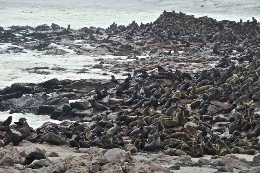 Cape Cross Seal Colony