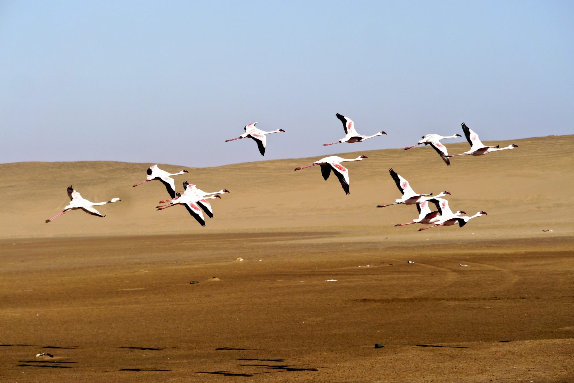 Flamingoes near Walvis Bay, Namibia