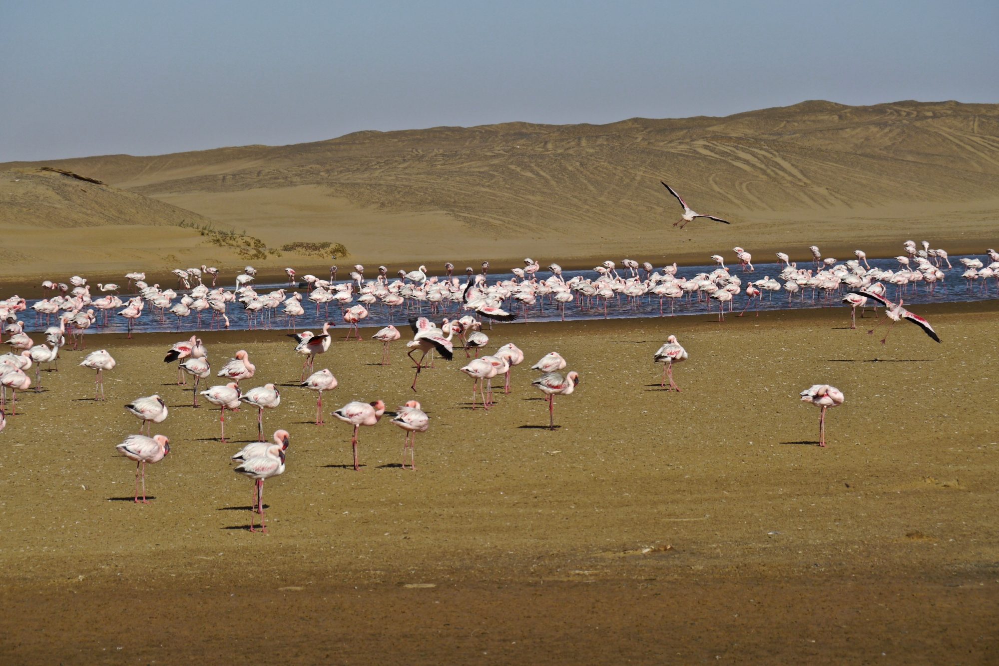 Flamingoes in Dorob National Park, Namibia