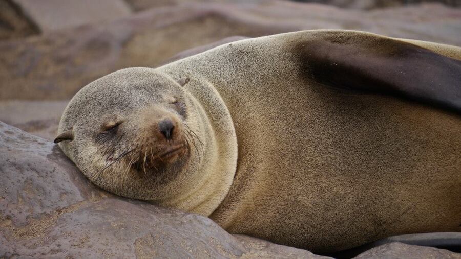 Seal at Cape Cross