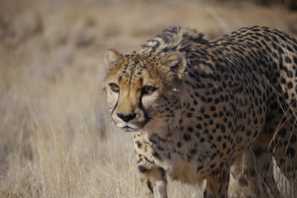Cheetah in southern Namibia