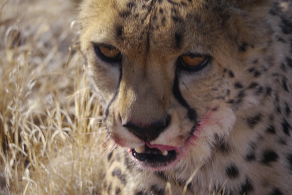 Cheetah in Namibia