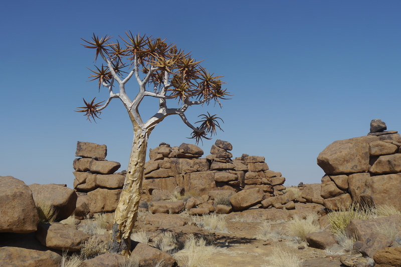 Quivertree Forest near Ai Ais