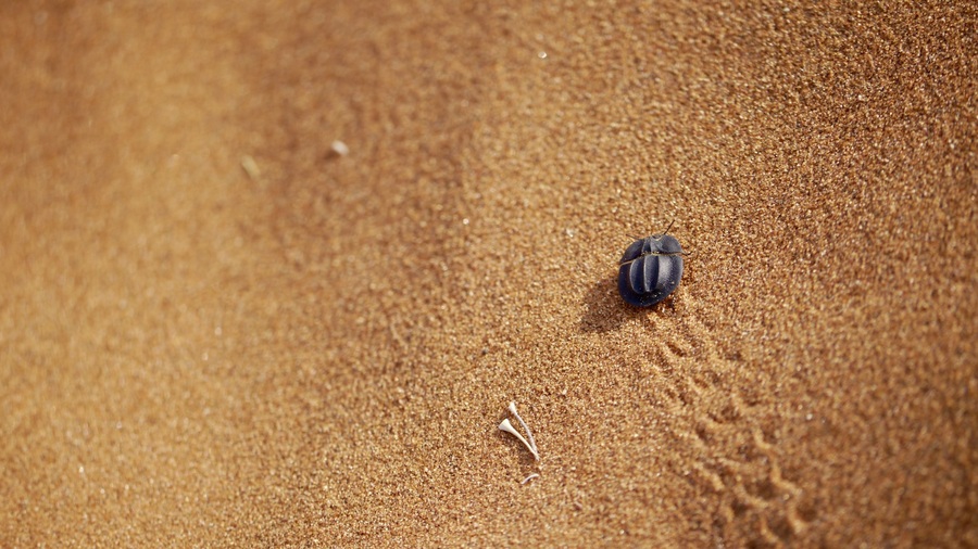 Beetle in Sossusvlei