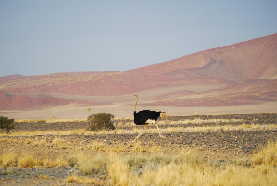 Namib Naukluft Park Ostrich