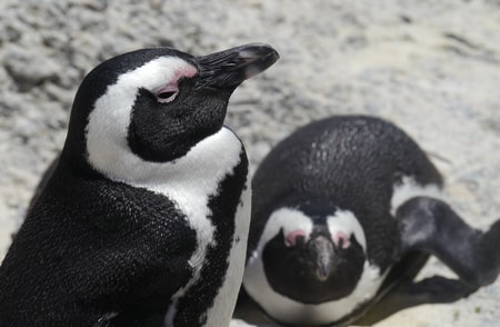 Boulders Beach Penguins