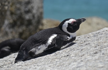 Lounging Penguin at Boulders Beach