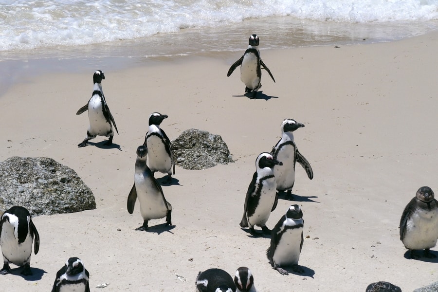 Penguins in South Africa