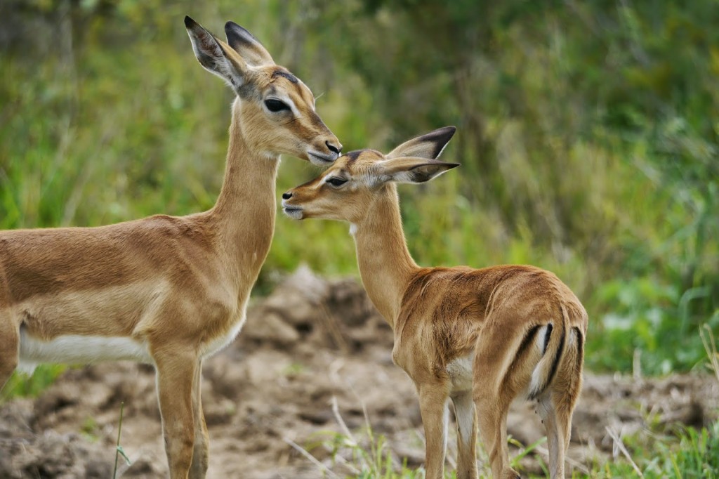 Kruger National Park Self-Guided Safari, Mother and Baby Impala