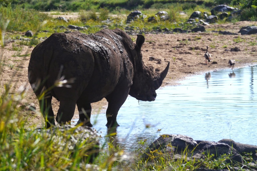 Self-Guided Safari Rhino Spotting