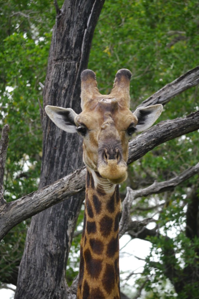 Kruger National Park Self-Guided Safari, Giraffe Sighting