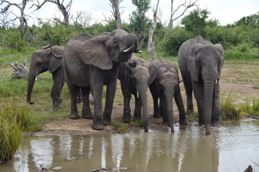 Hlane National Park Elephants