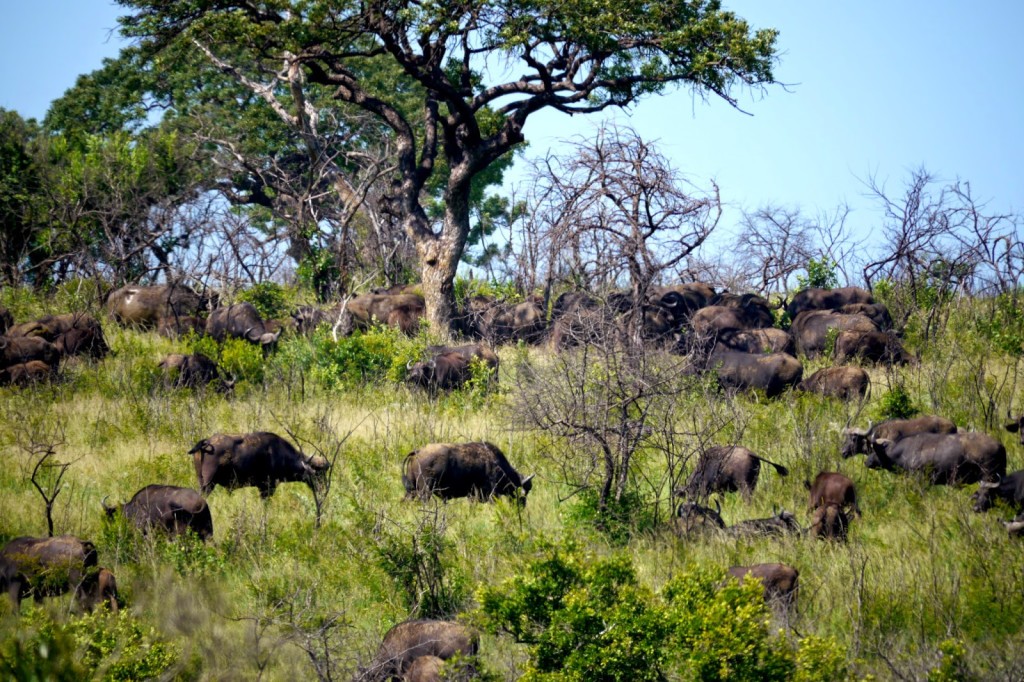 Cape Buffalo in Hluhluwe Imfolozi National Park