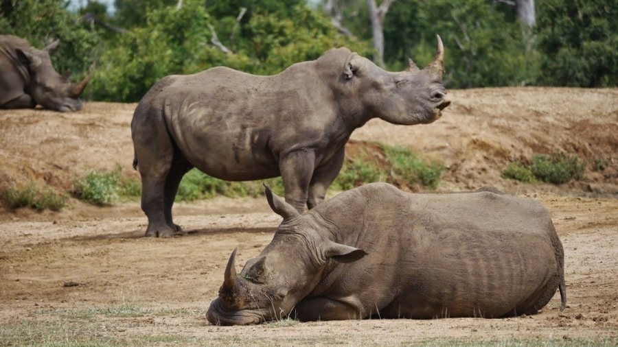 Rhinos at Hlane Royal Wildlife Park