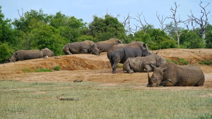 Large Group of Rhinos in Hlane Park