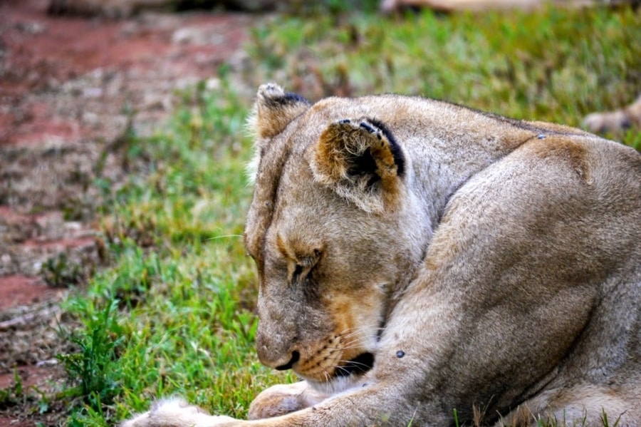 Lioness at Hlane National Park