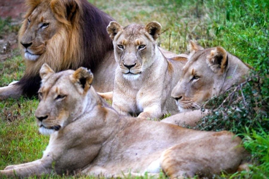 Lions at Hlane National Park