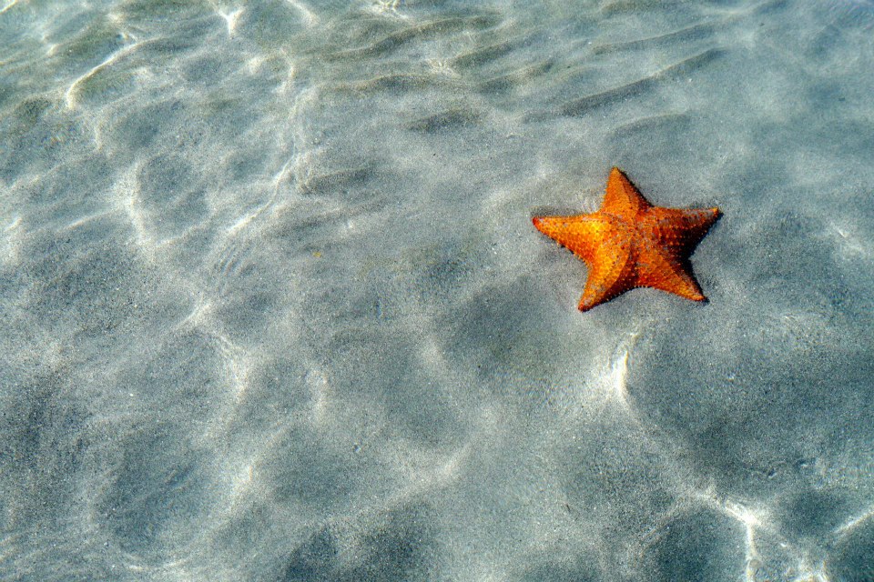 Starfish Beach near Bocas Del Toro