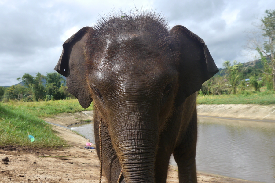 Elephant at the Ran Tong Sanctuary near Chiang Mai