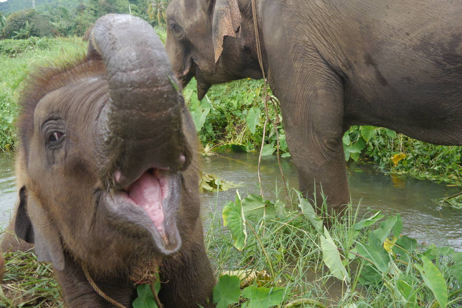 Baby Asian Elephant