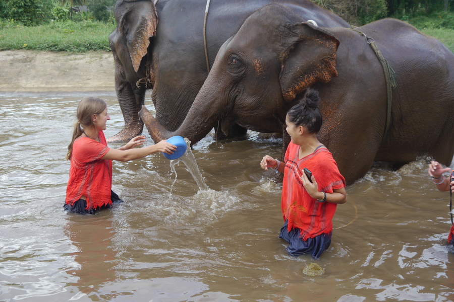 Elephant Bathing in Thailand